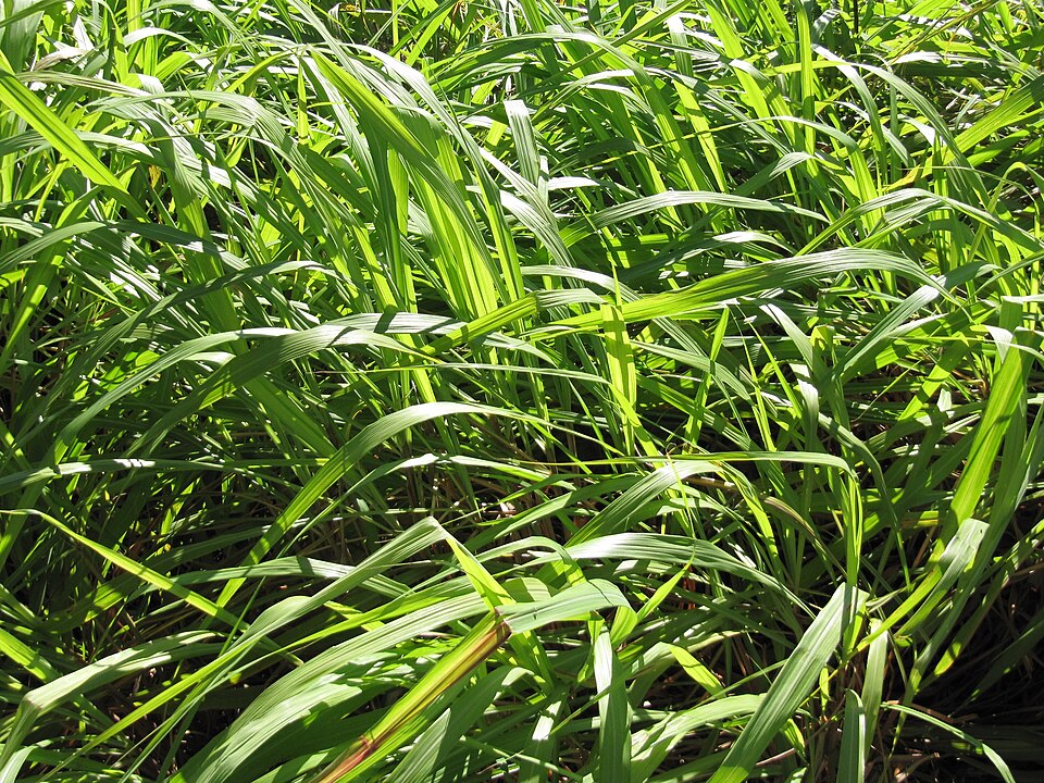 🌿 シトロネラ精油|特徴・香り・成分の写真