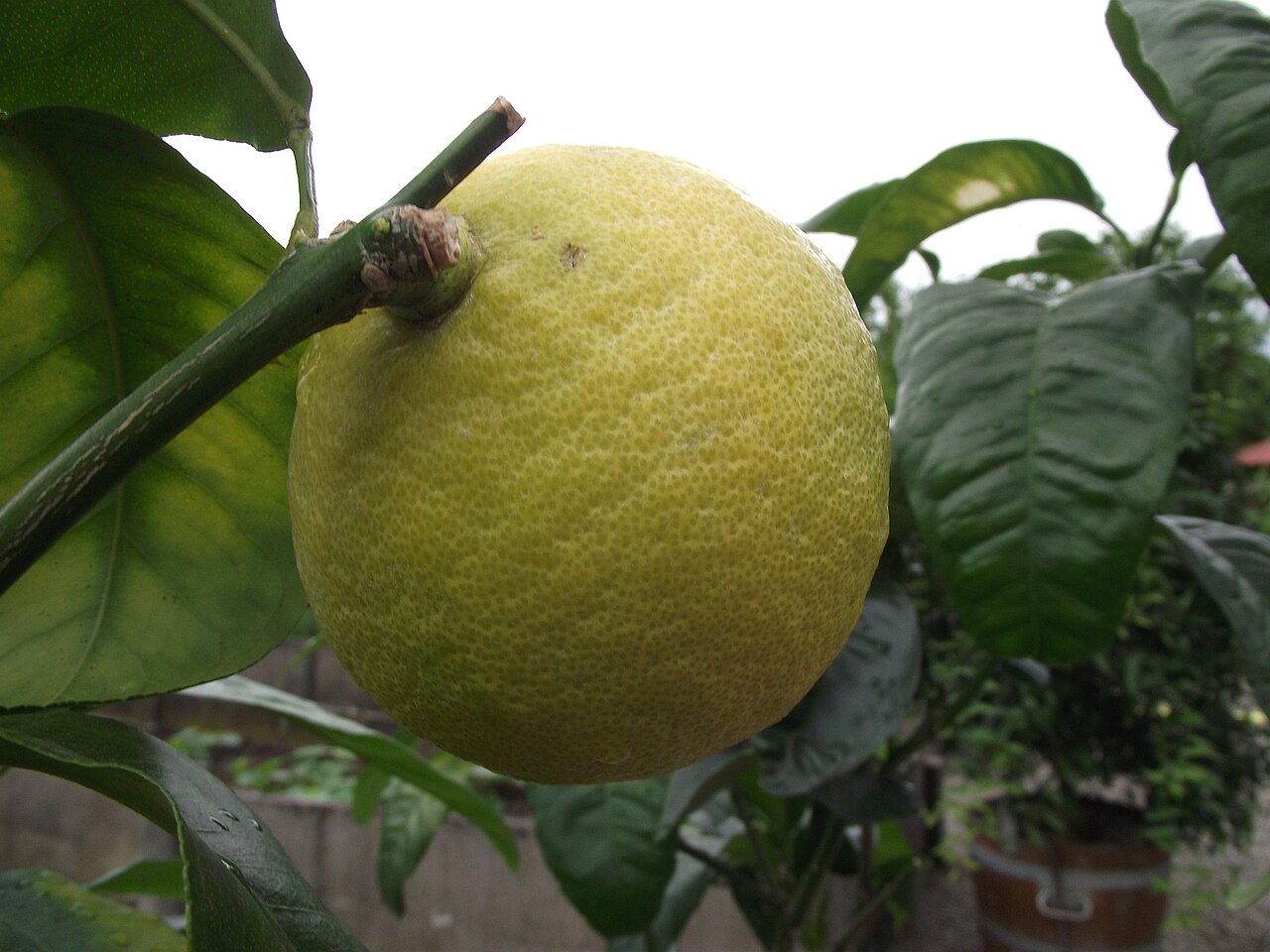 🍋 ベルガモット精油|アロマテラピー検定対策・特徴・覚え方の写真