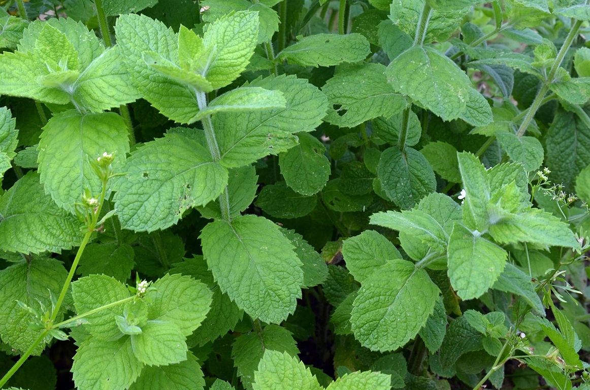 🌿 メリッサ精油|アロマテラピー検定対策・特徴・覚え方の写真