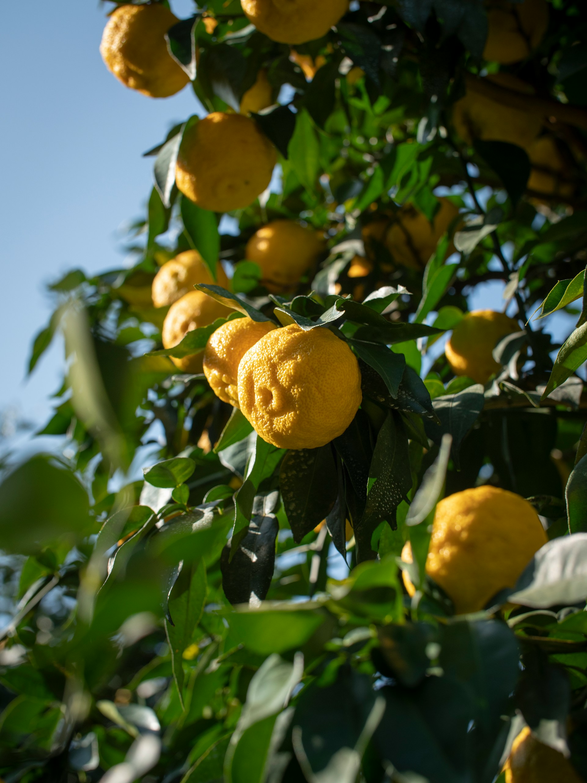 🍊 ユズ精油|特徴・香り・成分の写真